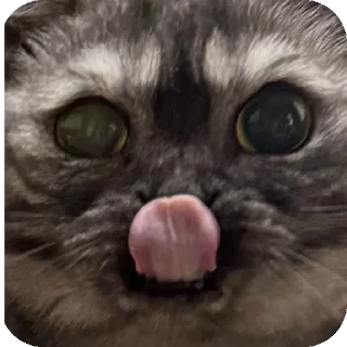 Sticker from Aryan cats