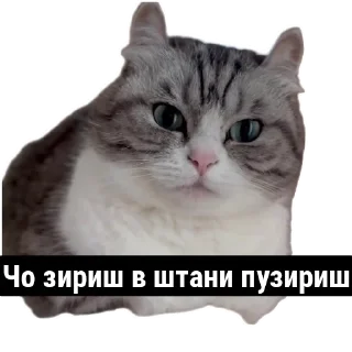 Sticker from Aryan cats