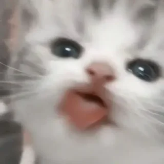 😝 emoji 🐱🐱🐱 ➡️ @Ctikerubot Telegram sticker 19 of 42