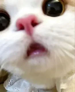 😧 emoji 🐱🐱🐱 ➡️ @Ctikerubot Telegram sticker 7 of 42