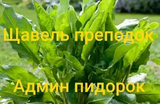 🌟 emoji Админы ПИДОРАС Telegram sticker 9 of 36