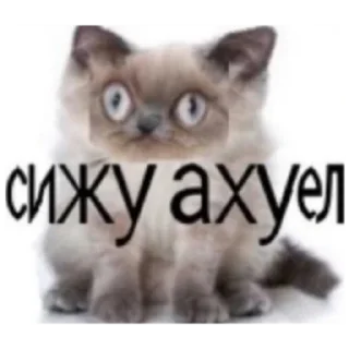 Sticker from Чурка чей черкаш👿👿👿