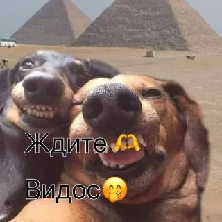 Sticker from Эльпешки🤘😘