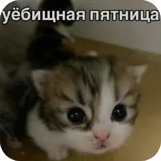 Sticker from Шелби пидор