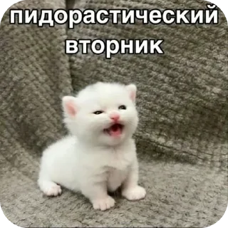 Sticker from Шелби пидор