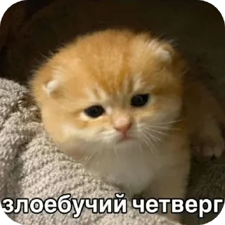 Sticker from Шелби пидор