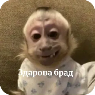 Sticker from Шелби брад