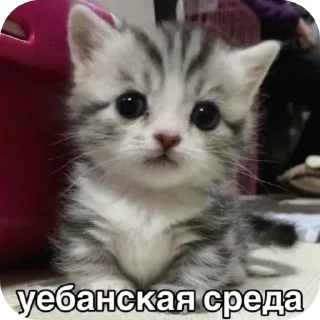 Sticker from Шелби пидор