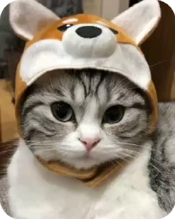 Sticker from котёнок ШИЗОИД @freeKITTENSHIZ