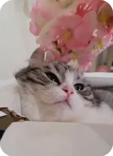Sticker from котёнок ШИЗОИД @freeKITTENSHIZ