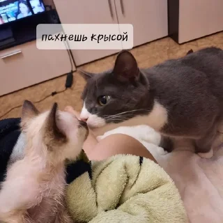 Sticker from КнопСель