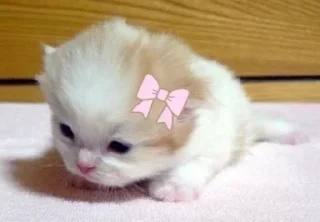 🌟 emoji @STICKRULE <- БОЛЬШЕ Telegram sticker 16 of 28