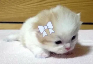 🌟 emoji @STICKRULE <- БОЛЬШЕ Telegram sticker 18 of 28