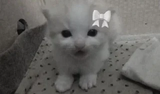 🌟 emoji @STICKRULE <- БОЛЬШЕ Telegram sticker 6 of 28