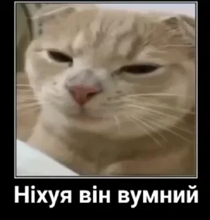 🤓 emoji На все случаи жызы @maximkatz @alexandrshtefanov @eschulmann Telegram sticker 11 of 50