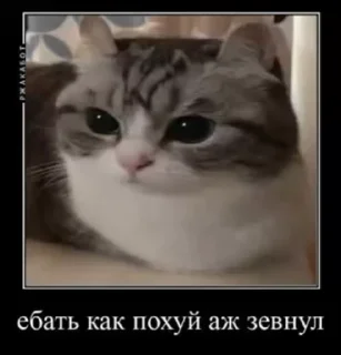 😐 emoji На все случаи жызы @maximkatz @alexandrshtefanov @eschulmann Telegram sticker 13 of 50