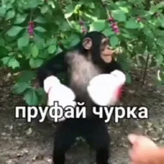 🧐 emoji На все случаи жызы @maximkatz @alexandrshtefanov @eschulmann Telegram sticker 15 of 50