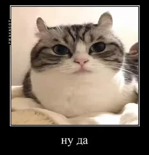 Sticker from На все случаи жызы @maximkatz @alexandrshtefanov @eschulmann