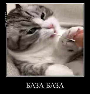 Sticker from На все случаи жызы @maximkatz @alexandrshtefanov @eschulmann