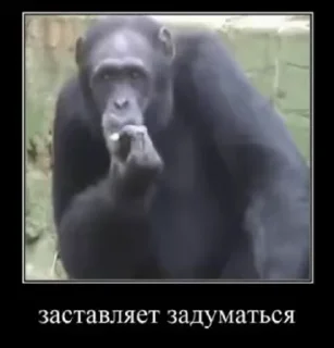 🤔 emoji На все случаи жызы @maximkatz @alexandrshtefanov @eschulmann Telegram sticker 8 of 50