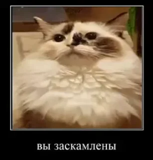 👀 emoji На все случаи жызы @maximkatz @alexandrshtefanov @eschulmann Telegram sticker 6 of 50