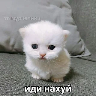 Sticker from убийственные котята