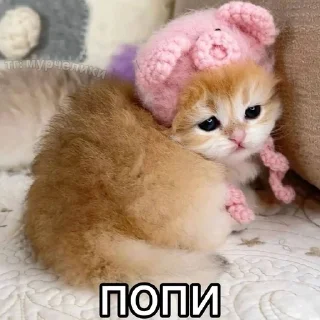 Sticker from убийственные котята
