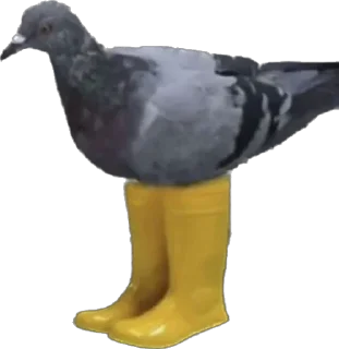 Sticker from pigeons for ania