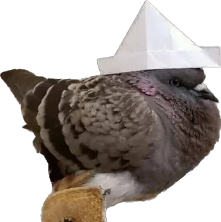 Sticker from pigeons for ania