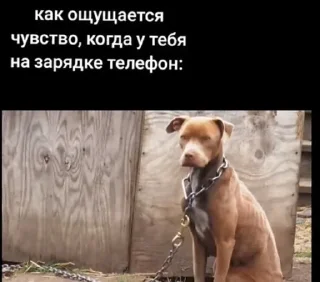 Sticker from Смешные картинки @korolpupsikov