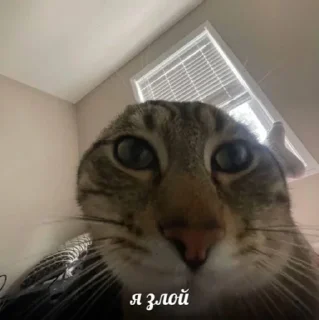 Sticker from ТЫ ЛОХ