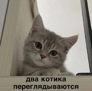 Sticker from котеки