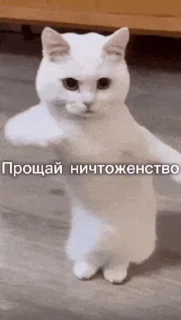 ❤️ emoji @SozdaiStickeriBot Стикер пак от Батончика Telegram sticker 8 of 49
