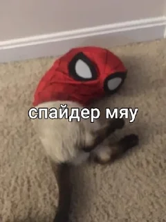 Sticker from Котята мяу от @asianMofu