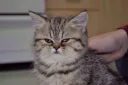 😠 emoji стїкери @CnBscrapyard Telegram sticker 22 of 120