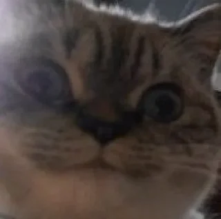 😺 emoji стїкери @CnBscrapyard Telegram sticker 7 of 120