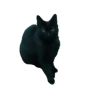 🐱 emoji Cozycore✨🦋 Telegram sticker 11 of 14