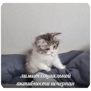 Sticker from Енотик