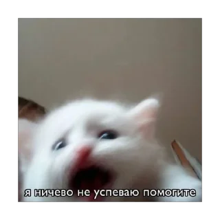 Sticker from Енотик