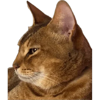 Sticker from SIMBATHECAT