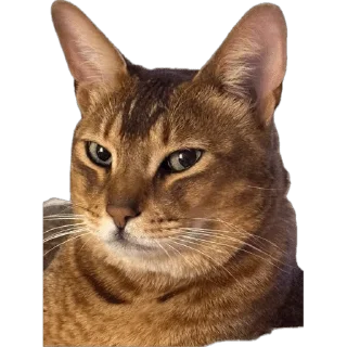 Sticker from SIMBATHECAT