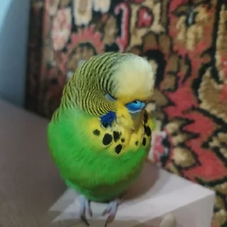 🌟 emoji лютый Иннокентий Telegram sticker 23 of 52