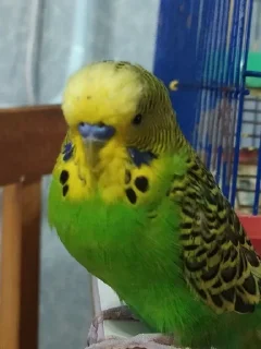 🌟 emoji лютый Иннокентий Telegram sticker 17 of 52