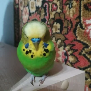 🌟 emoji лютый Иннокентий Telegram sticker 24 of 52