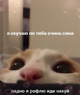 Sticker from Злые котята