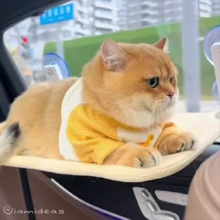😂 emoji kitties 3.0 @iamideas Telegram sticker 18 of 50
