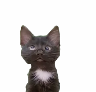 🤩 emoji funny tiktok @iamideas Telegram sticker 12 of 53