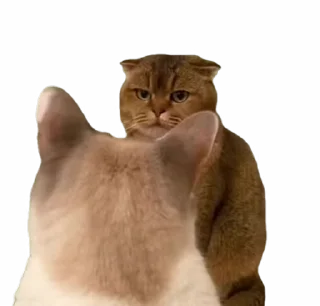 🤩 emoji funny tiktok @iamideas Telegram sticker 13 of 53