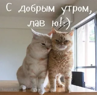 Sticker from Котики и шалости