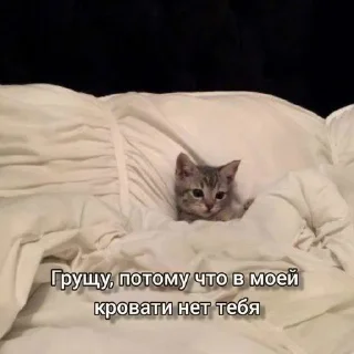 Sticker from Котики и шалости